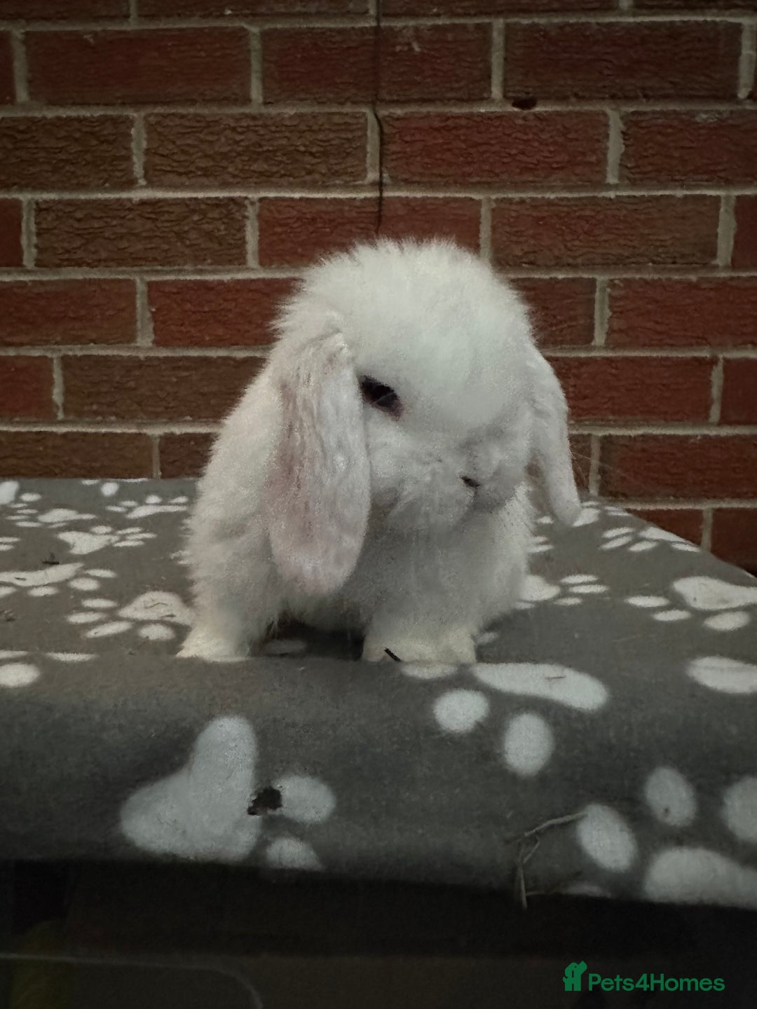 Mini Lop rabbits for sale: Pure bred minilop buck - Image 4