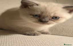 Scottish Fold cats for sale: 🐱British Shorthair x Scottish Fold Kittens🐱 - Advert 6