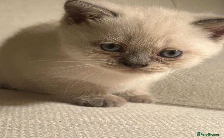 Scottish Fold cats - Advert 15