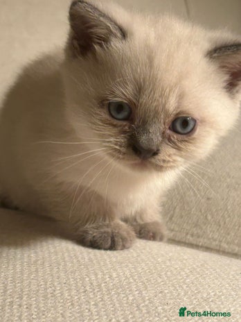 Scottish Fold cats - Advert 2