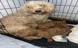 Cockapoo dogs for sale: 3 gorgeous cockapoo puppies  - Image 10