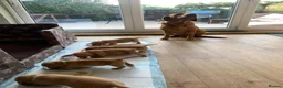 Labrador Retriever dogs for sale:  KC Labrador puppies   - Advert 26