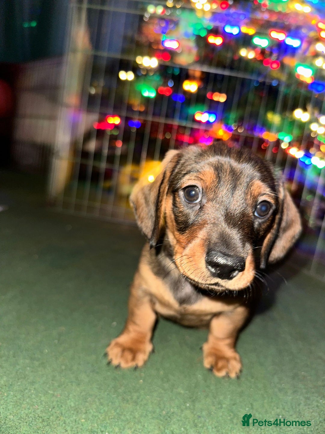Dachshund dogs for sale: *1 beautiful dachshund girl left* - Advert 19
