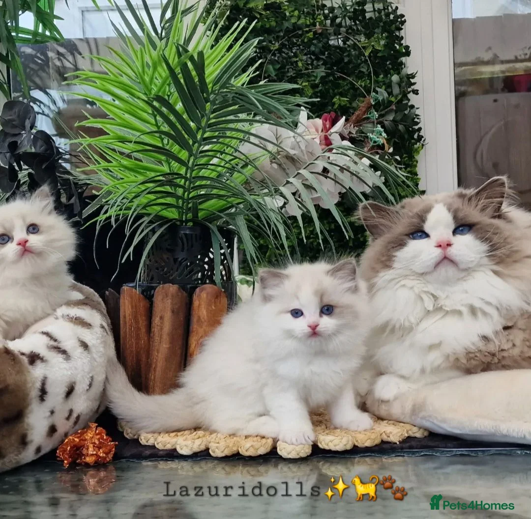 Ragdoll cats for sale: 💙✨️🏆Waiting list*TICA Exclusive Ragdoll kittens  - Advert 1