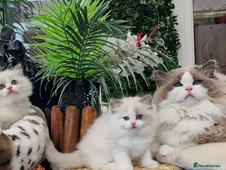 Ragdoll cats 🏆💙Beautiful Bicolor Boy🏆Champion mum🥰🏆 2025 - Advert 1