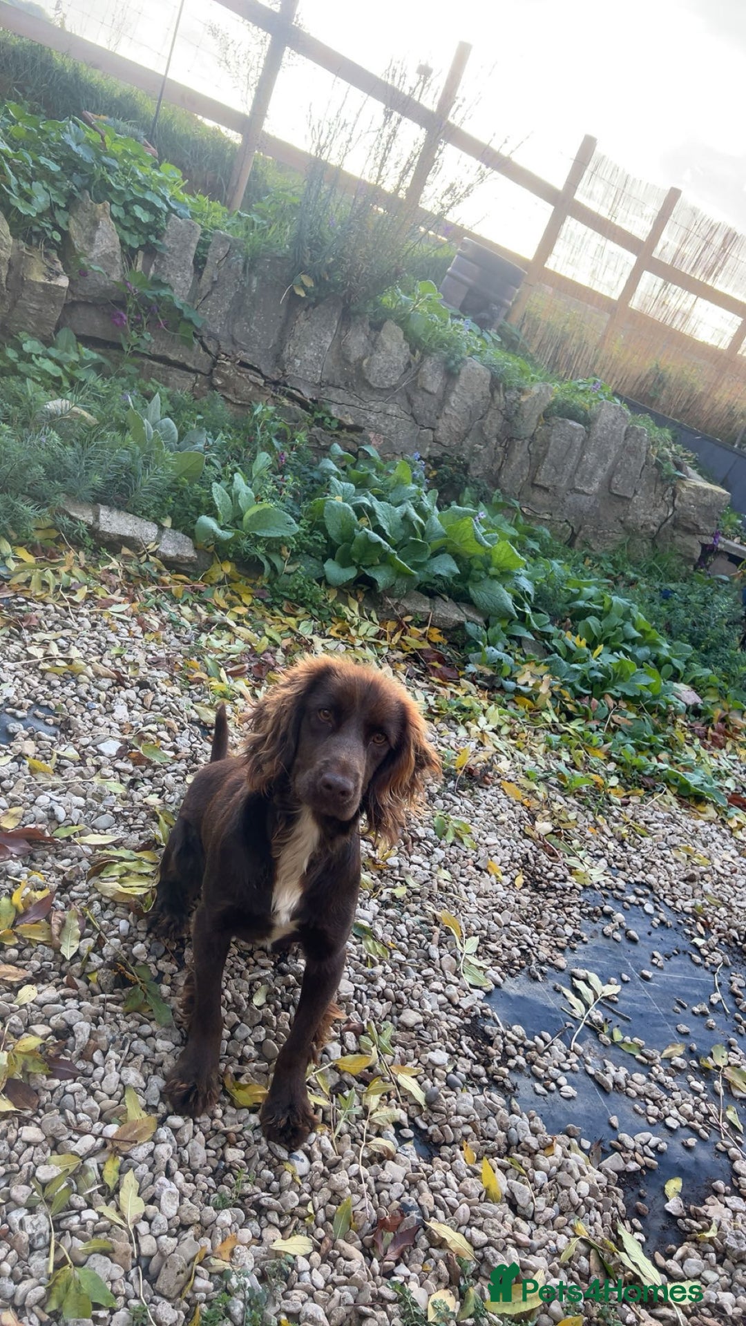 Cocker Spaniel dogs for sale: Gorgeous cocker spaniel bitch  - Advert 4