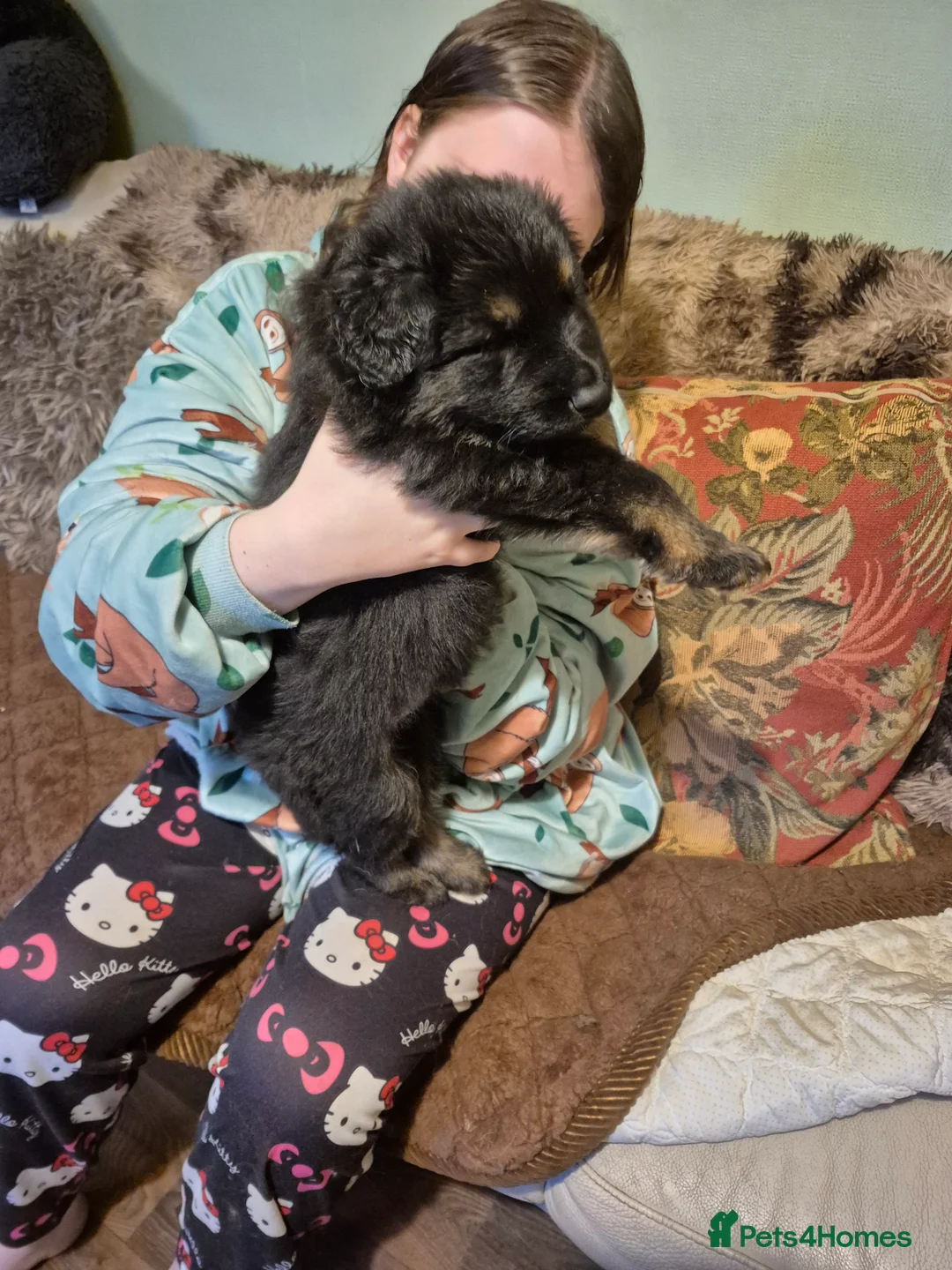 German Shepherd dogs for sale: Stunning german sheppards - Advert 1