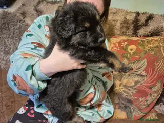 German Shepherd dogs Stunning german sheppards - Advert 1