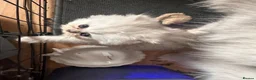 Persian cats for sale: Stunning Persian chinchilla kittens  - Advert 29