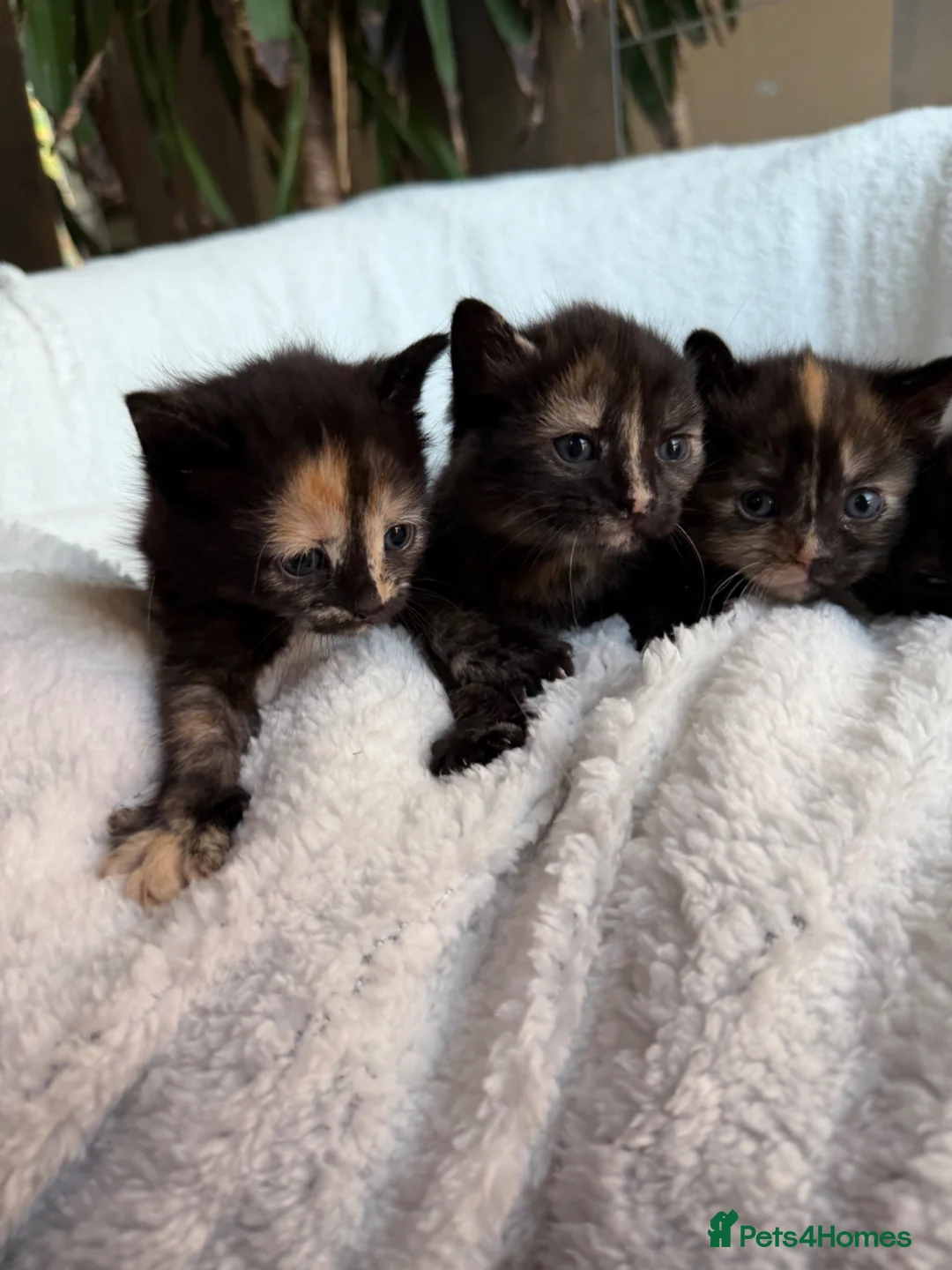 British Shorthair cats for sale: Adorable Marble markings Kittens - Advert 2