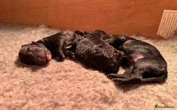 Cockapoo dogs for sale: Stunning f1b cockapoo's for sale  - Image 5