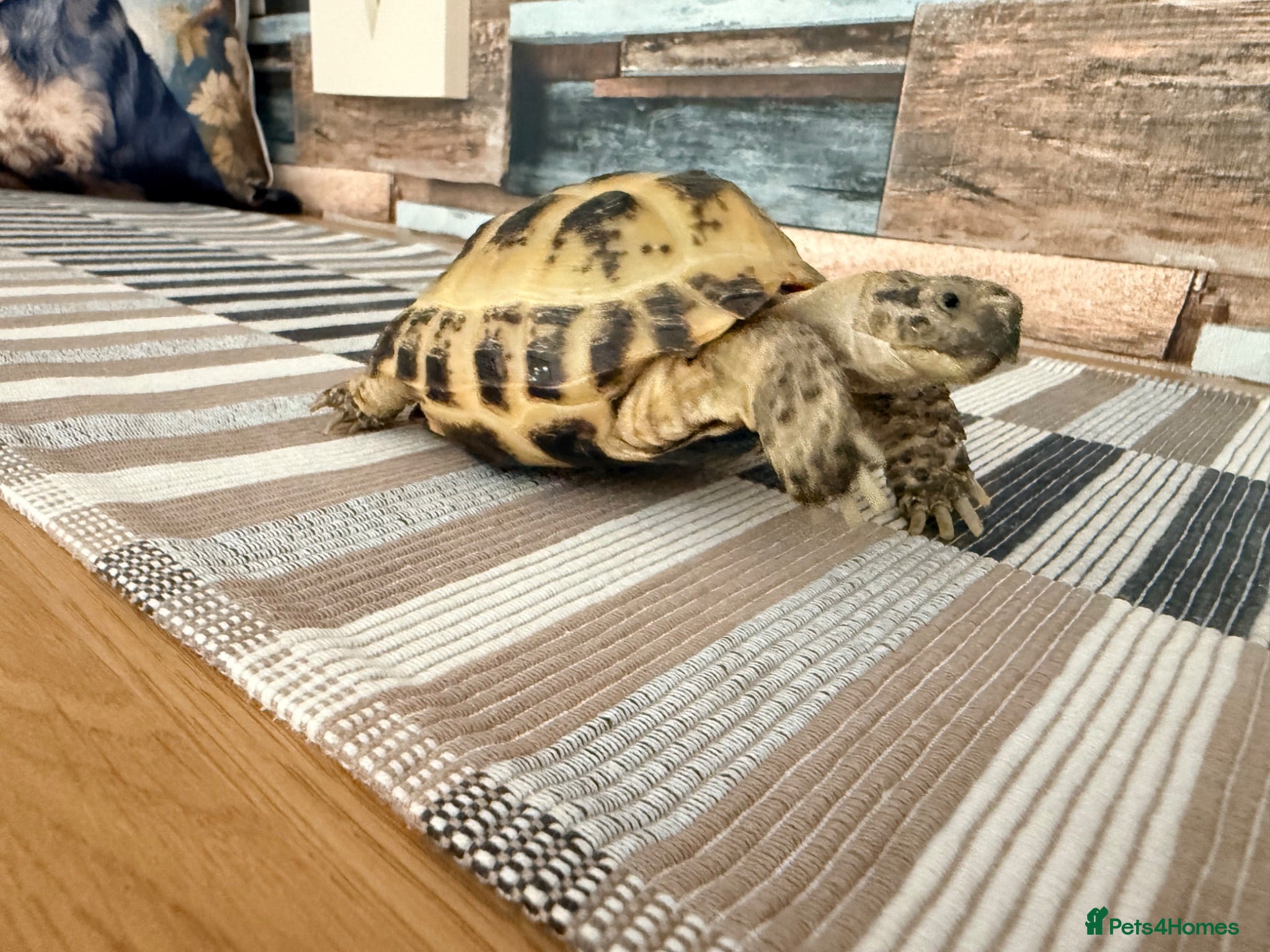 Tortoise reptiles Horse field tortoise - Advert 5