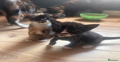 Domestic Shorthair cats - Advert 2