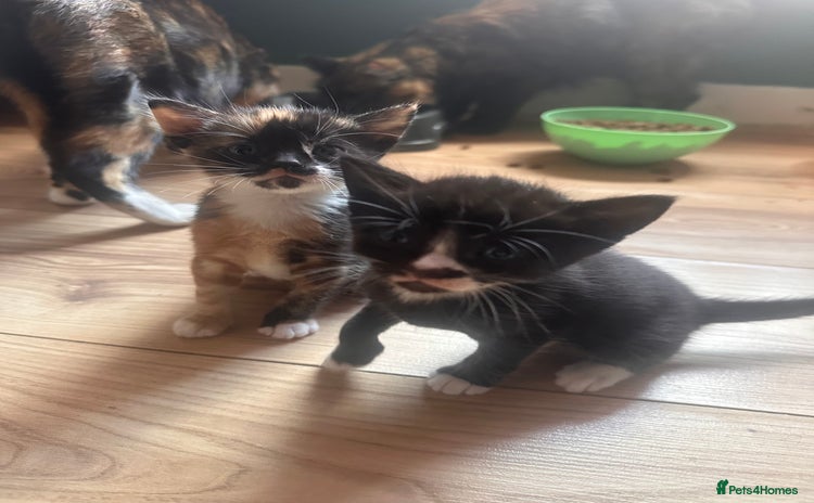 Domestic Shorthair cats - Advert 4