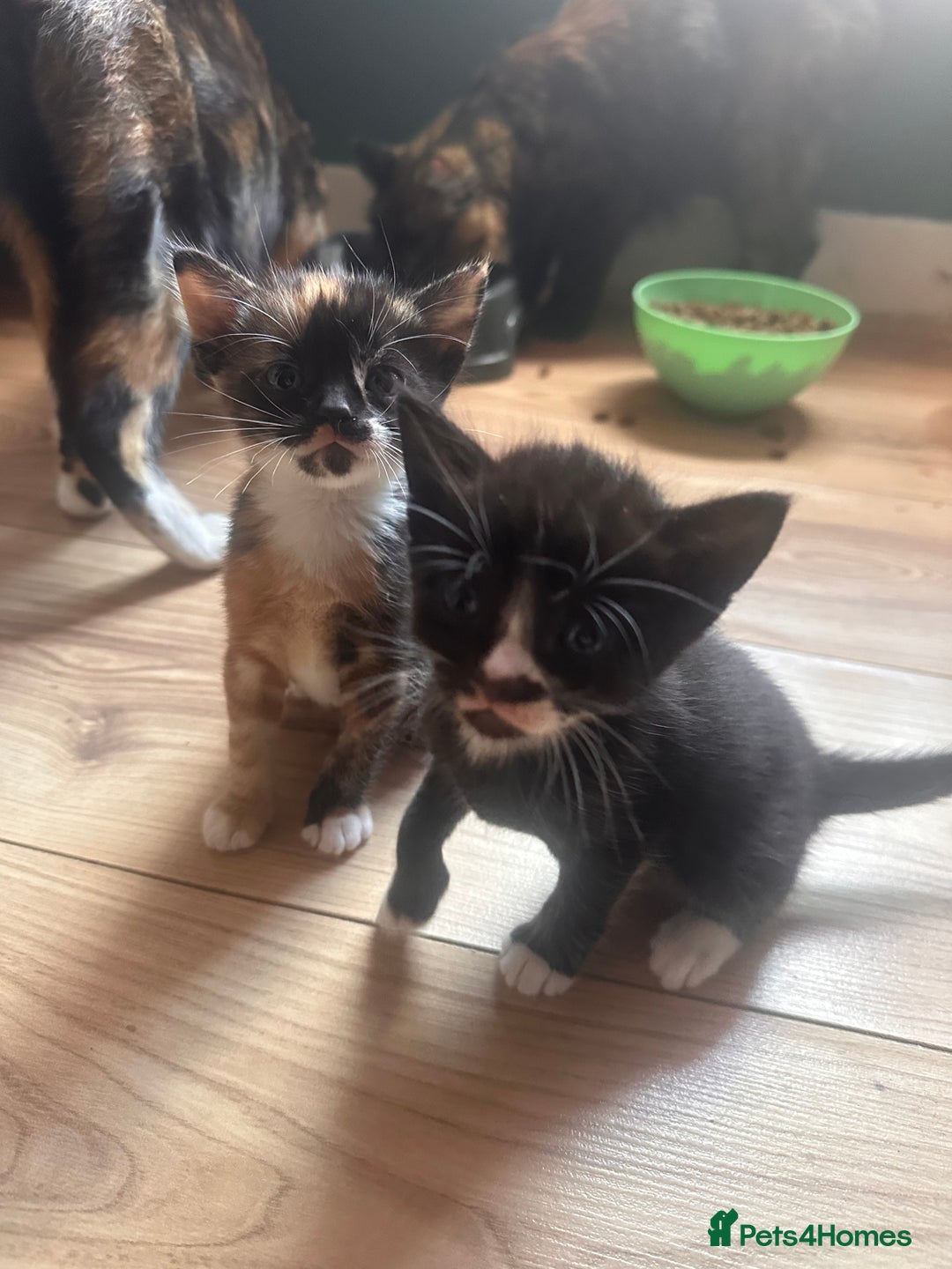 Domestic Shorthair cats for sale: Gorgeous Calico & B/W Kittens for sale! - Image 1