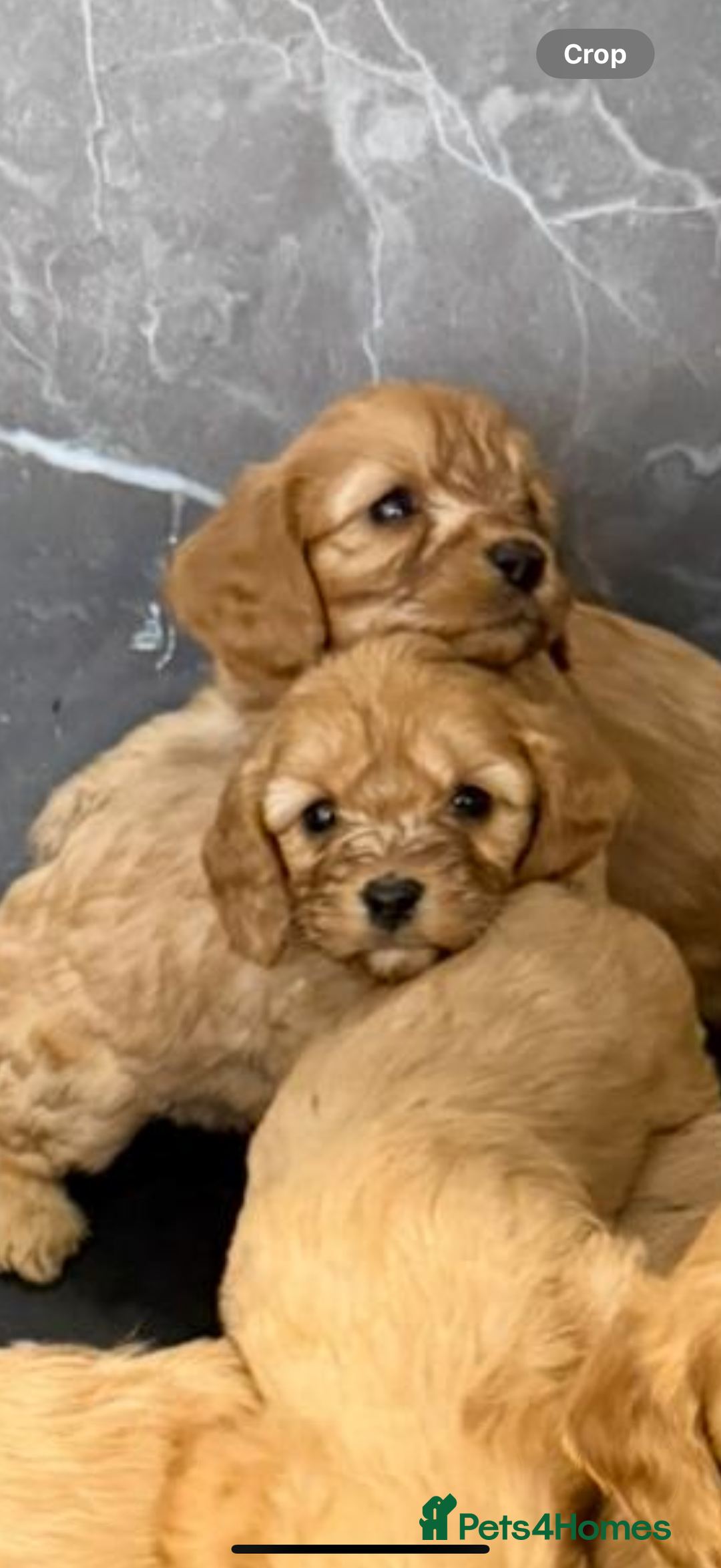 Cavapoo dogs for sale: 7 cavapoo puppy’s for sale 1 girl 6 boys  - Advert 6
