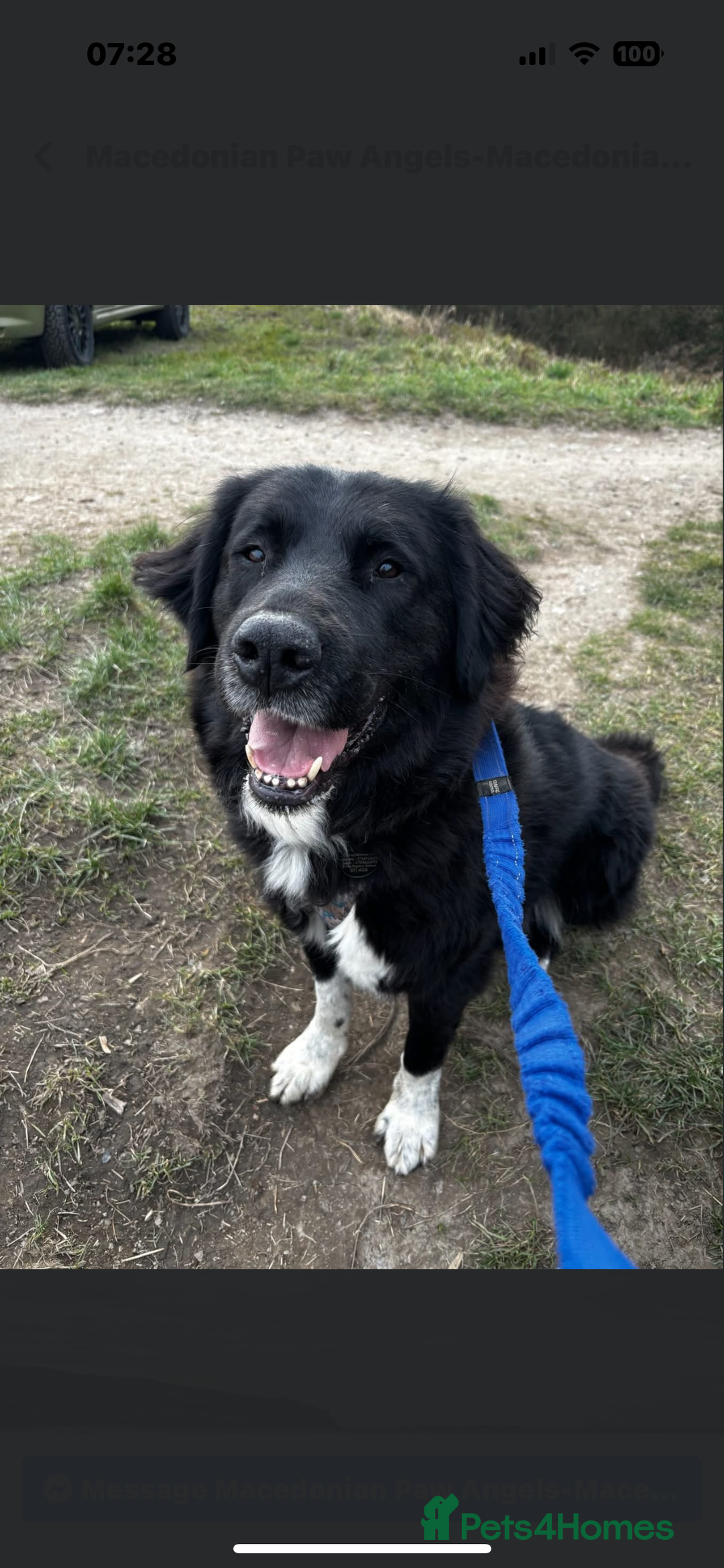 Mixed Breed dogs for adoption: Koby 6 shepherd mix Macedonian rescue - Image 7