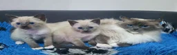 Ragdoll cats for sale: Ragdoll x Burmese - Advert 1