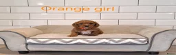 Cavachon dogs for sale: Beautiful Cavapoochons puppies - Advert 9