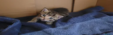 Tiger Lily 