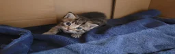 Mixed Breed cats for sale: 5 kittens *2boys**3 girls* available 31st May - Advert 13