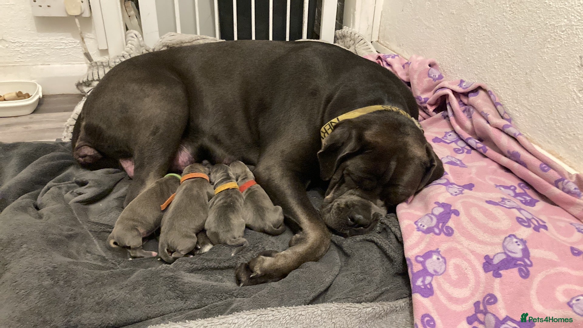 Cane Corso dogs Female puppy for sale - Advert 13