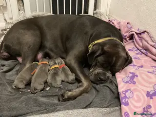 Cane Corso dogs Female puppy for sale - Advert 13