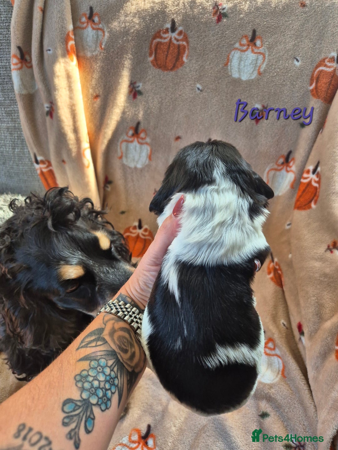 Cocker Spaniel dogs for sale: Reduced**** Ready Now Cocker Spaniel puppies 🐶  - Advert 10