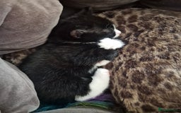 European cats for sale: Tuxedo and black kittens - Image 12