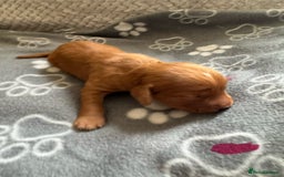 Cocker Spaniel dogs for sale: Red Cocker Spaniel Puppies - Image 35