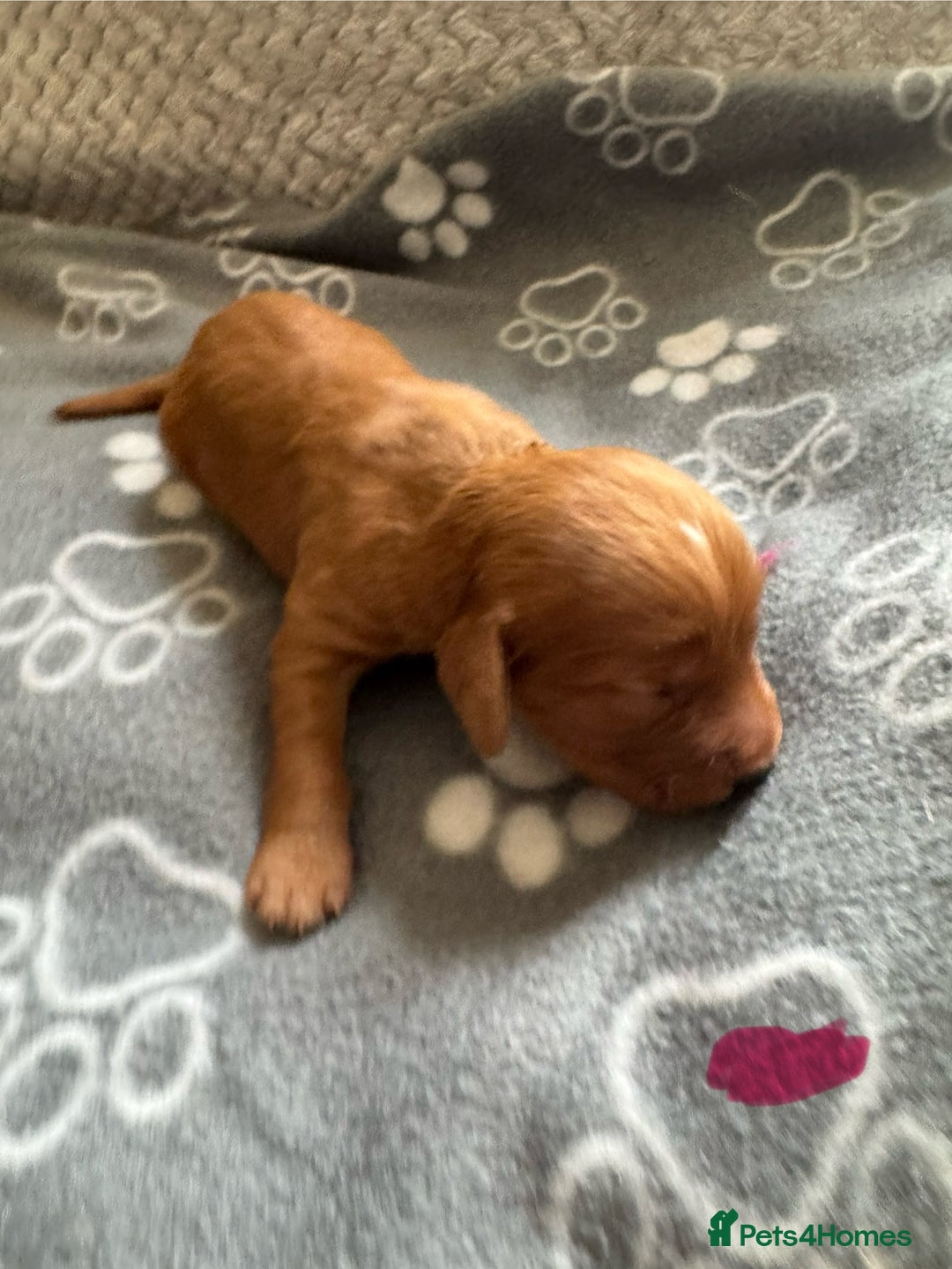 Cocker Spaniel dogs for sale: Red Cocker Spaniel Puppies - Image 35