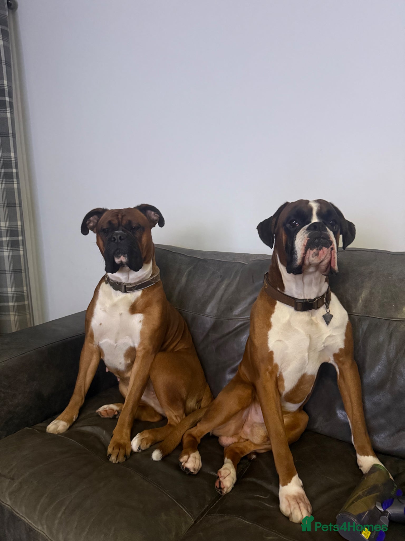 Boxer dogs Beautiful boxer puppies  - Advert 9