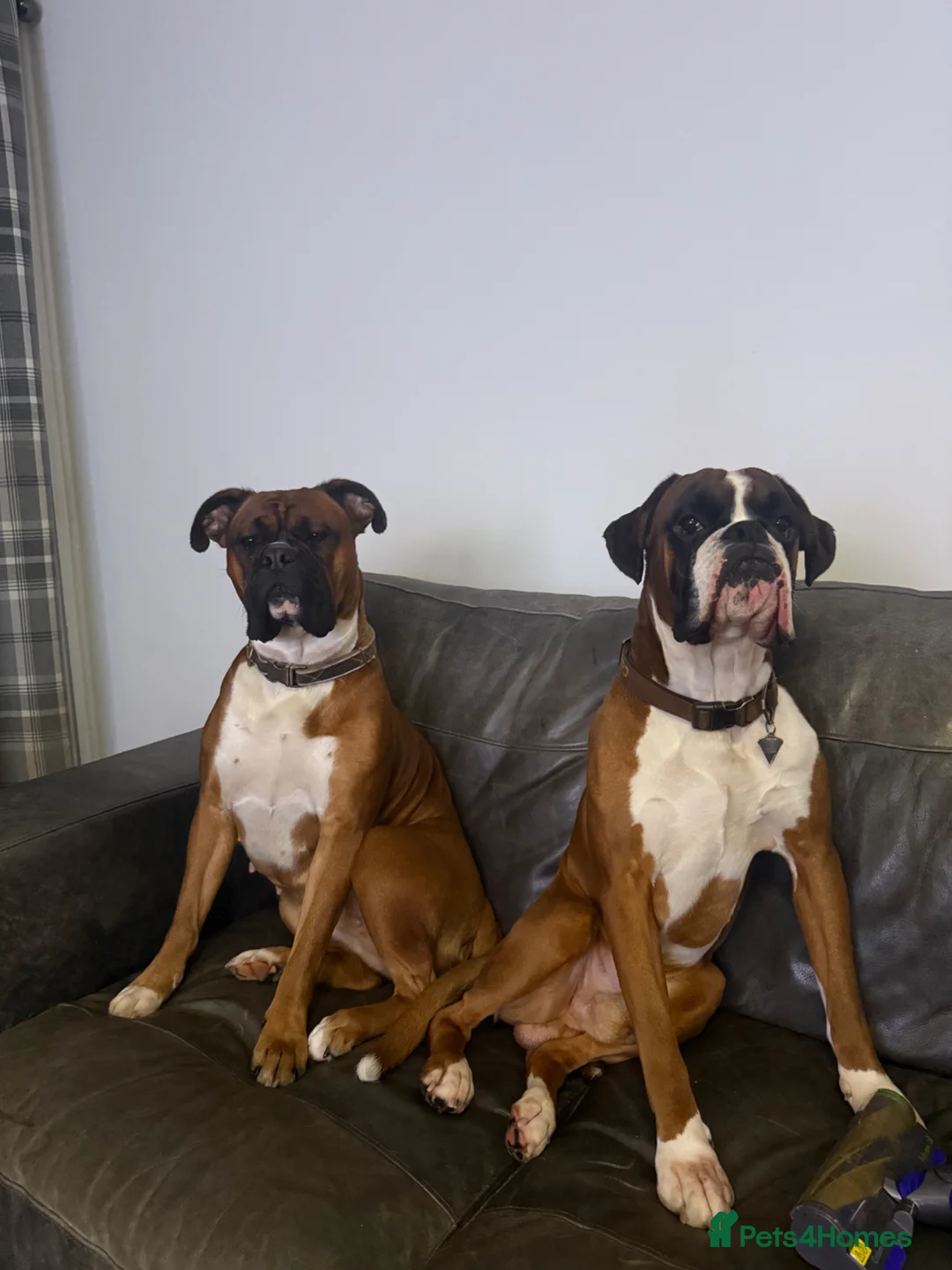Boxer dogs for sale: Beautiful boxer puppies  - Advert 1
