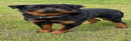 Rottweiler dogs for sale: 2 year old Rottweiler  - Advert 3