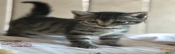 Bengal cats for sale: 5 Baby Bengal kittens  in Rhyl - Advert 11