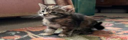 Mixed Breed cats for sale: Beautiful Tabby Kittens - Advert 6