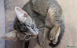 Mixed Breed cats for sale: Adorable Kittens Looking for Loving Homes! - Image 7