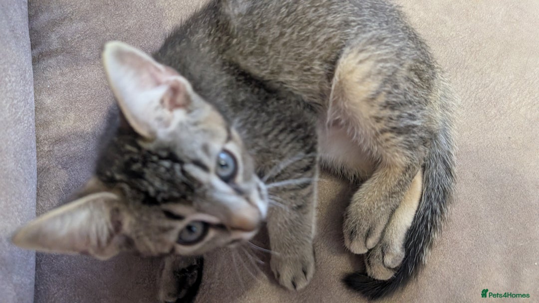 Mixed Breed cats for sale: Adorable Kittens Looking for Loving Homes! - Image 7
