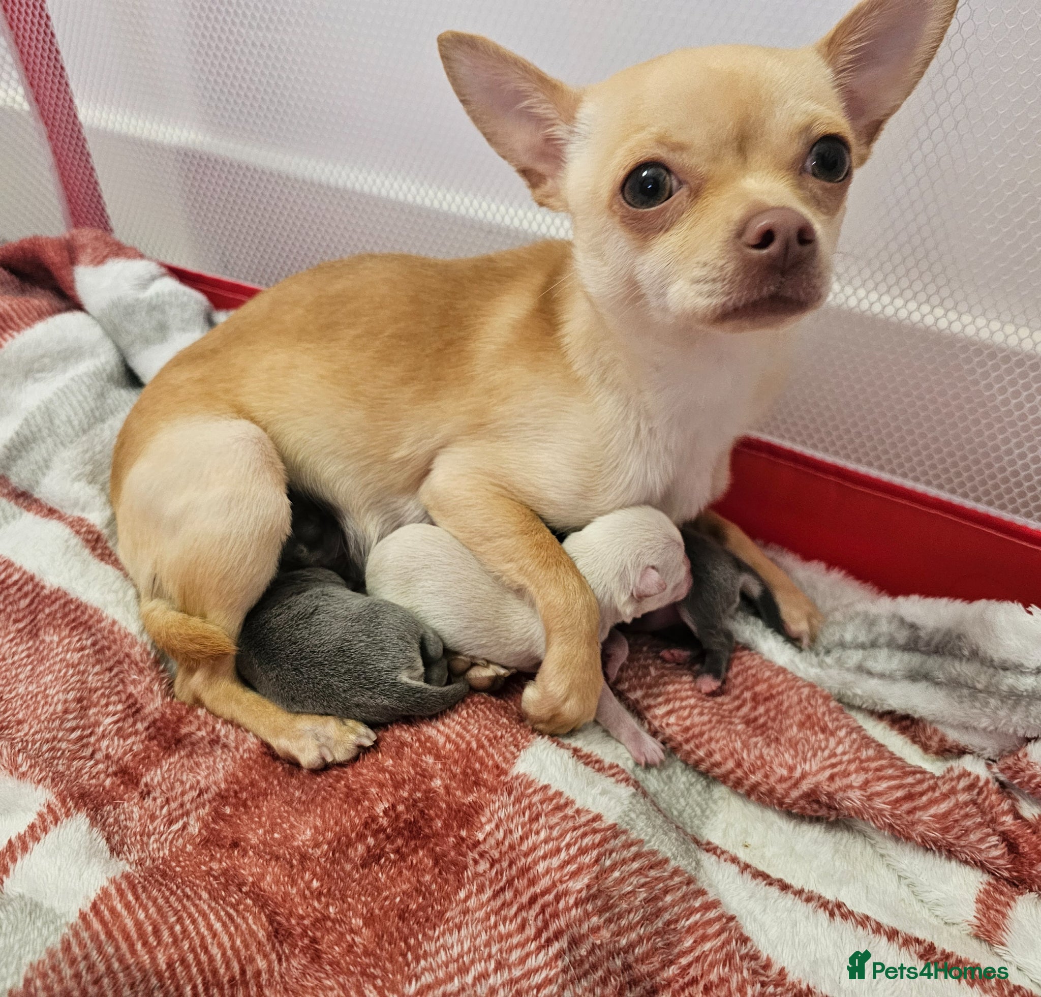 Chihuahua dogs Chihuahua puppies for sale - Advert 1