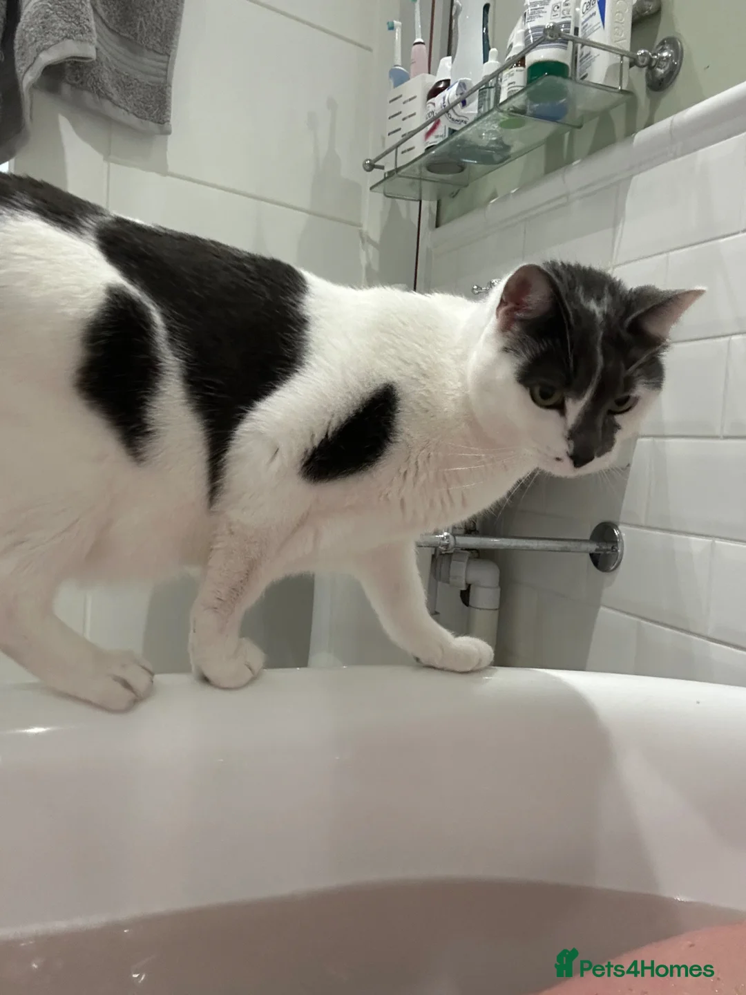 British Shorthair cats for sale: Cat for adoption  - Advert 7