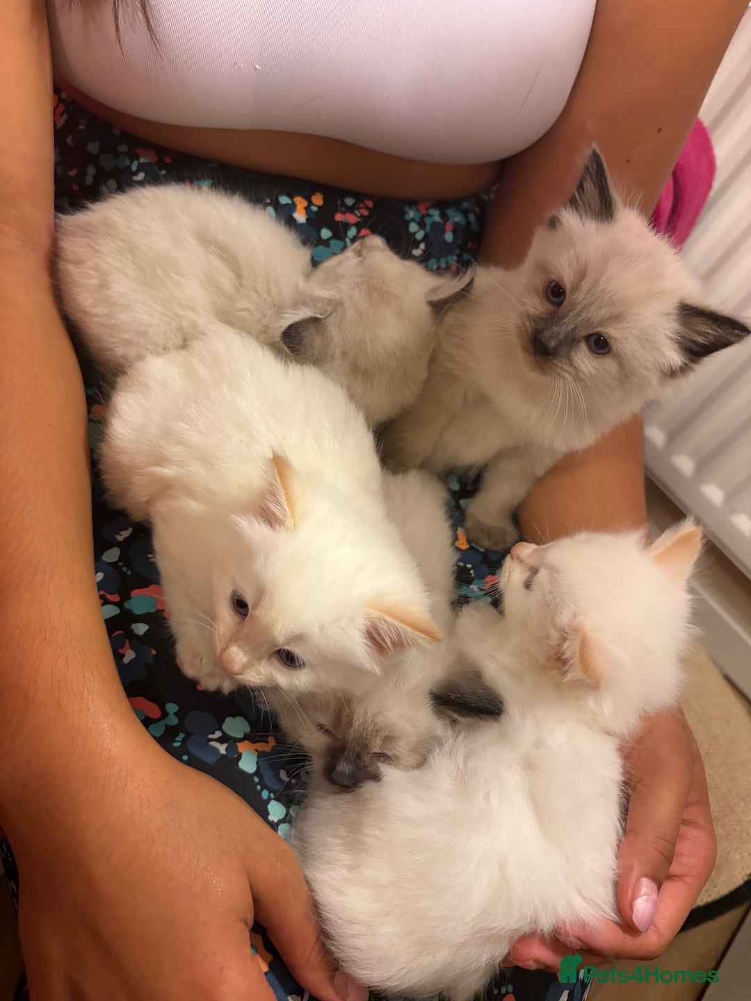 Ragamese cats for sale: Ragamese - Ragdoll x Siamese adorable kittens  - Image 21