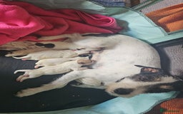 Jack Russell dogs for sale: Jack Russell puppies  - Image 1