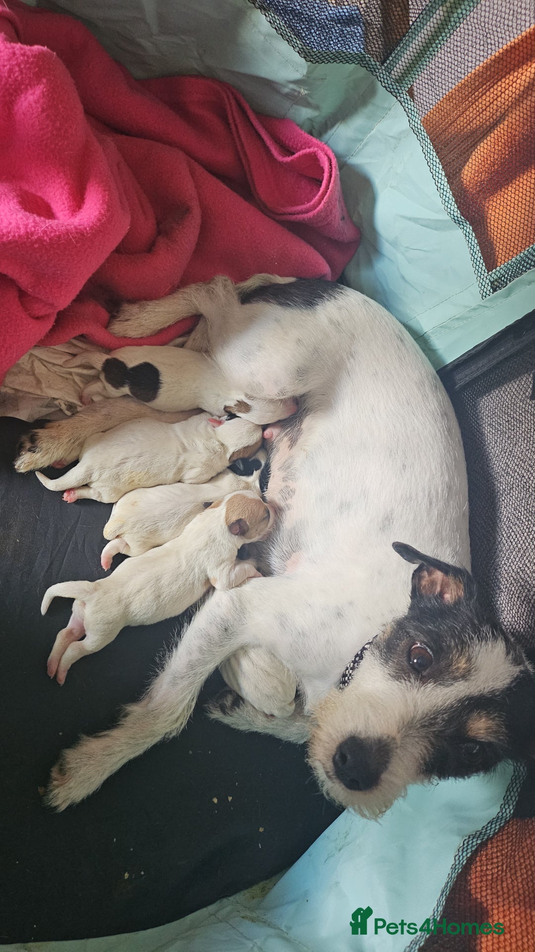 Jack Russell dogs for sale: Jack Russell puppies  - Image 1