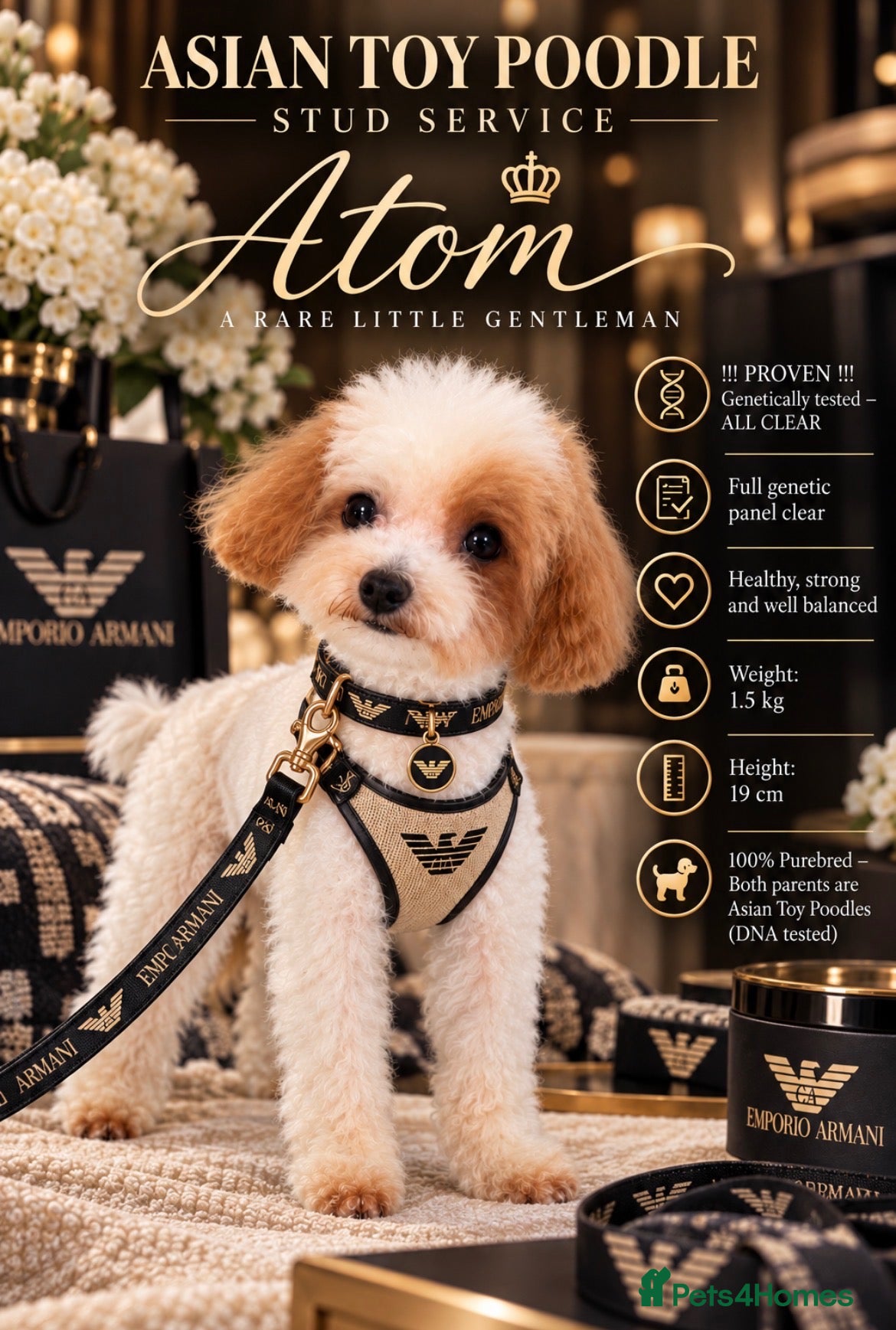 Toy Poodle dogs ASIAN TOY POODLE- TEDDYCUP  - Advert 17
