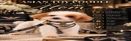 Toy Poodle dogs for stud: ASIAN TOY POODLE- TEDDYCUP  - Advert 1