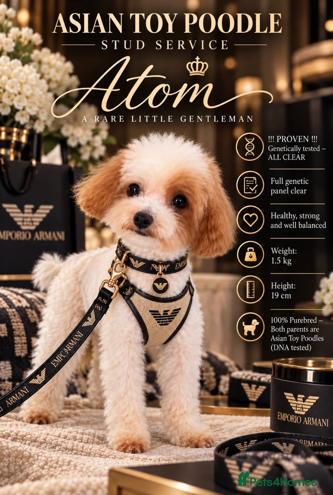 Toy Poodle dogs for stud: ASIAN TOY POODLE- TEDDYCUP  - Advert 1