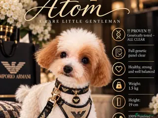 Toy Poodle dogs ASIAN TOY POODLE- TEDDYCUP - Advert 17