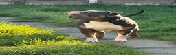 Mixed Breed dogs for sale: Magic  in Wednesbury - Advert 2
