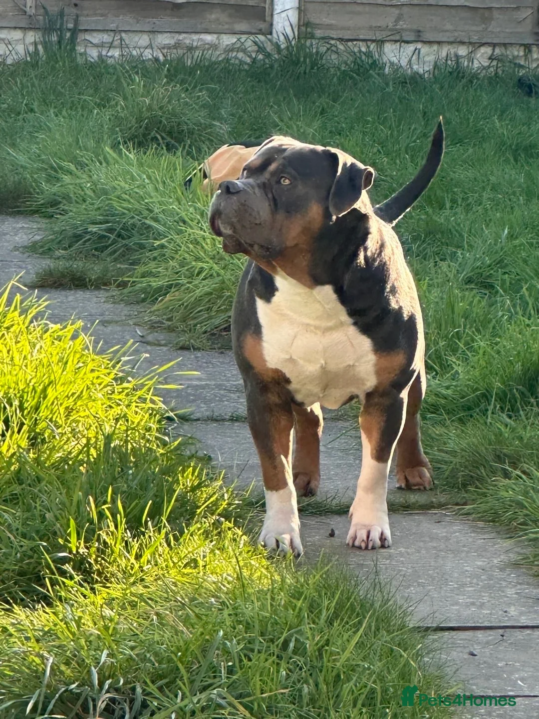Mixed Breed dogs for sale: Magic  in Wednesbury - Advert 2
