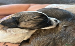 Shorkie dogs for sale: Shorkie pups - Image 2
